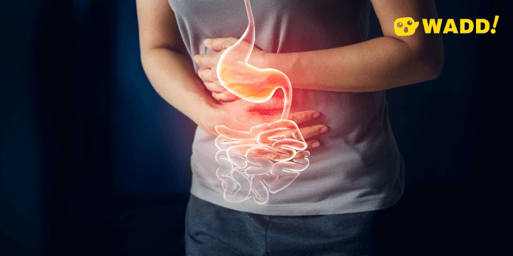Gut