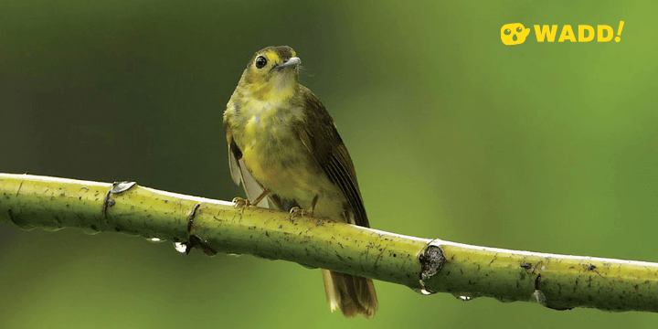Sarawak Lambir Hill National Park Olive-backed sunbird - fledgling