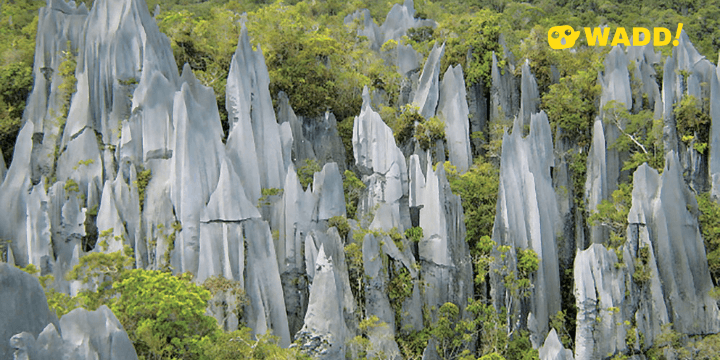 Sarawak Mulu National Park The Pinnacles