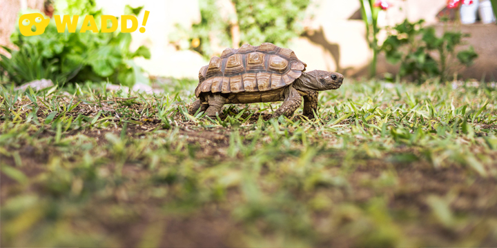 Feng shui lucky animals tortoise