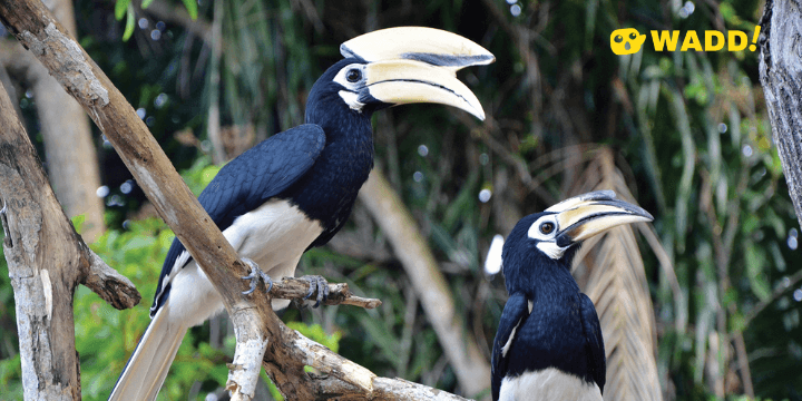 Sarawak Piasau Nature Reserve Oriental pied hornbill