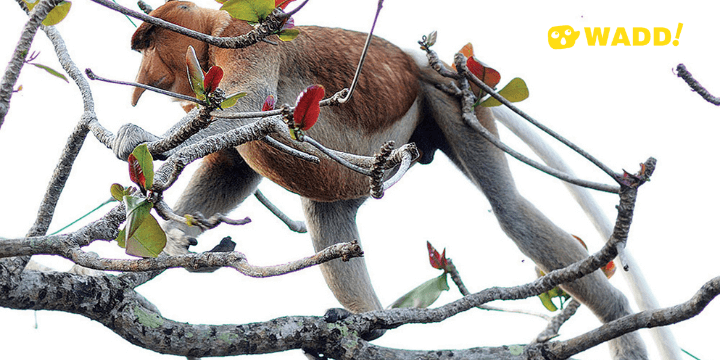 Sarawak: Bako National Park Proboscis monkey