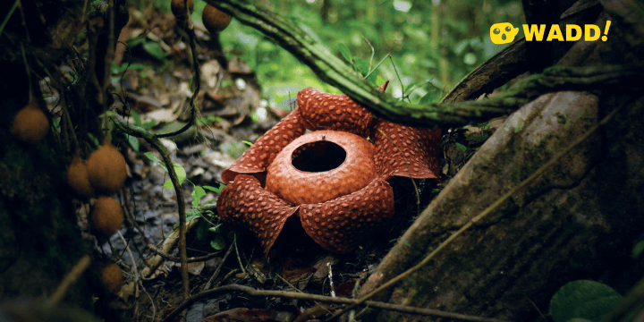 Sarawak Batu Lima Nature Reserve Rafflesia