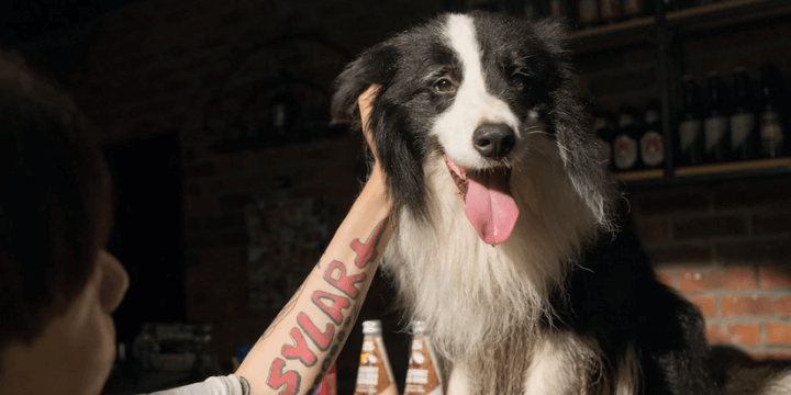border collie gets to live in a $500,000 pet mansion in Beijing