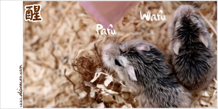 WafuPafu