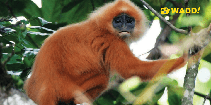 Sarawak Maludam National Park Red Banded Langur 