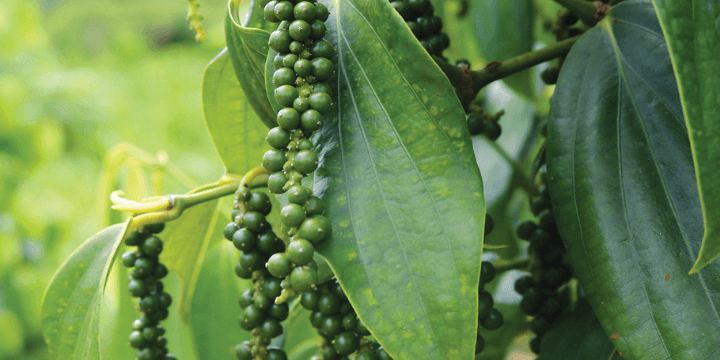 Sarawak Pepper