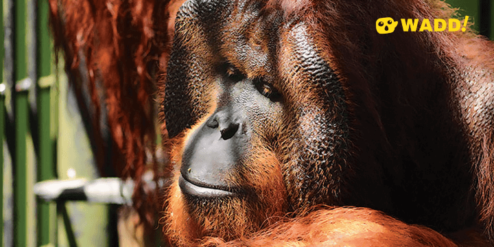 Sarawak Matang Wildlife Centre Orangutan