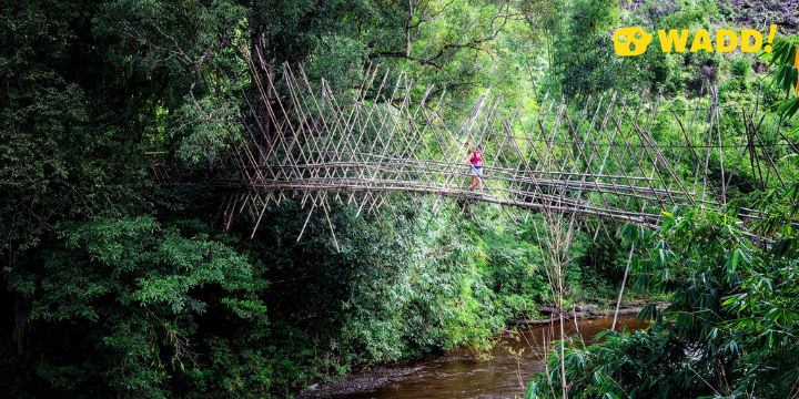 The majestic bamboo bridge