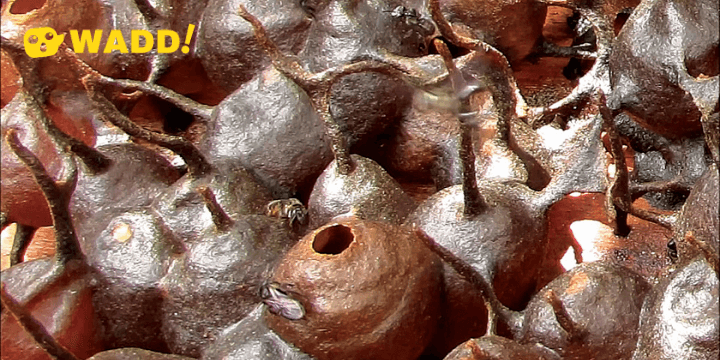 Kelulut Honey