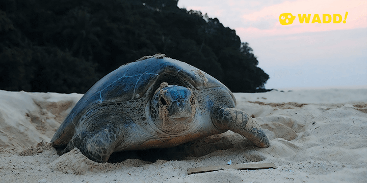 Sarawak Talang Satang National Park Green Turtles
