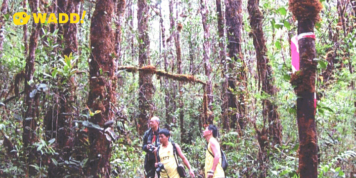 Mount Murud trail