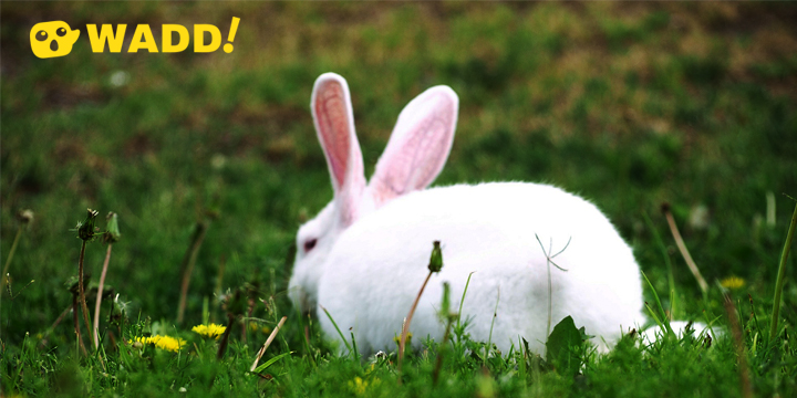 Feng Shui zodiac animals rabbit love luck