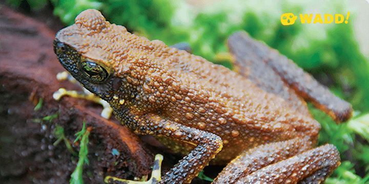 Sarawak Bukit Lima Nature Reserve Frilled Tree Frog