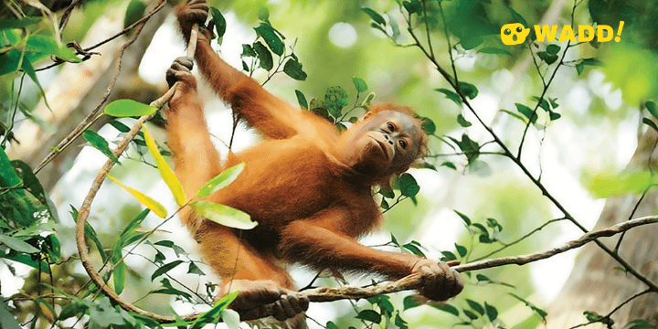 Sarawak Semenggoh Nature Reserve Orangutan
