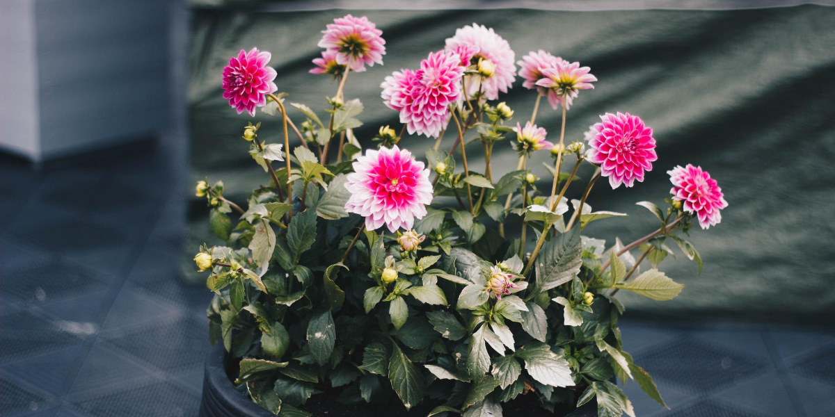 Chrysanthemum