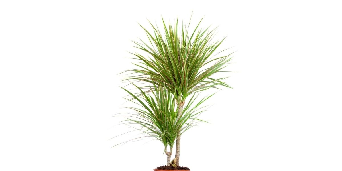 Dracaena