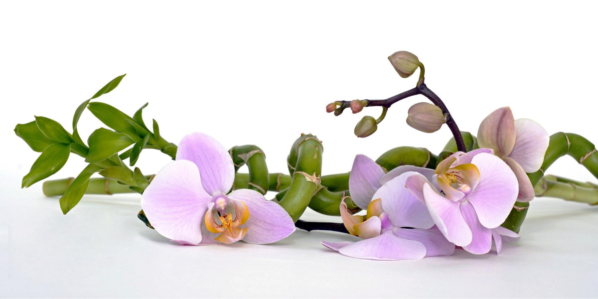 orchid