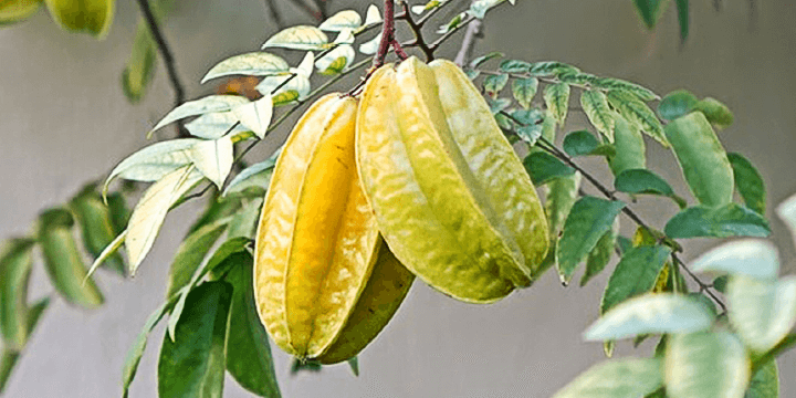 Fruits That Make You Poop!