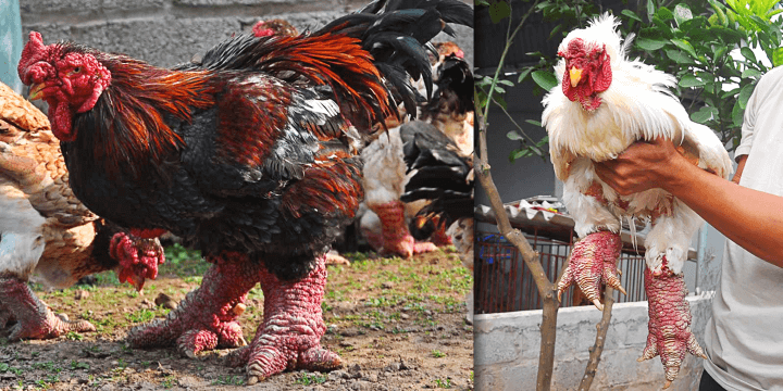 Chickens, The Secretly Adorable and Majestic Bird!