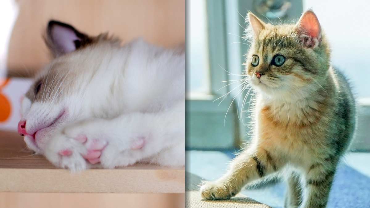 Cats Assigned By Library To Accompany Lonely Visitors