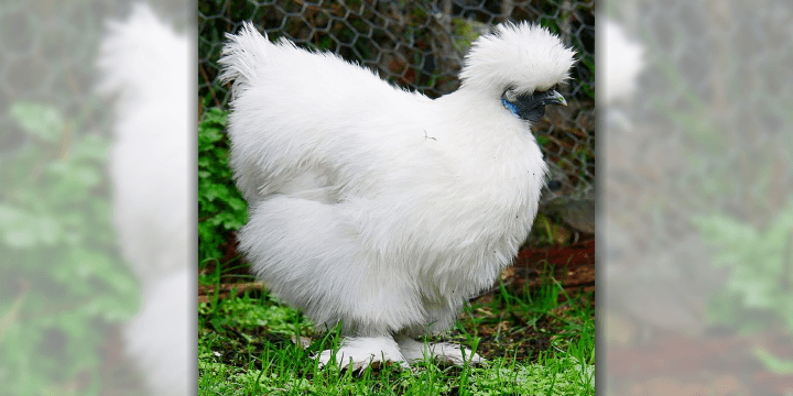 Chickens, The Secretly Adorable and Majestic Bird!