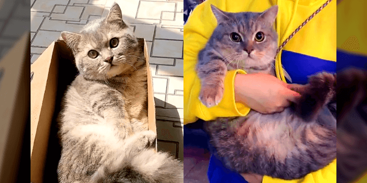 China: Viral Tik Tok video of clingy munchkin cat following owner to class