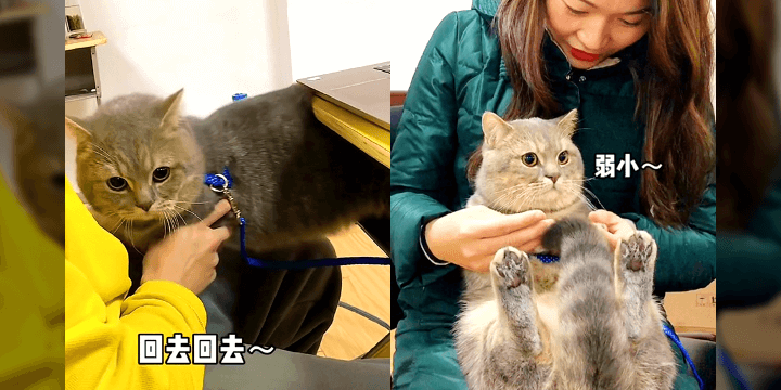 China: Viral Tik Tok video of clingy munchkin cat Ba Dun