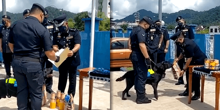 Malaysia - Langkawi K9 Unit Black the Labrador Heroin Crackdown in a Drug Raid
