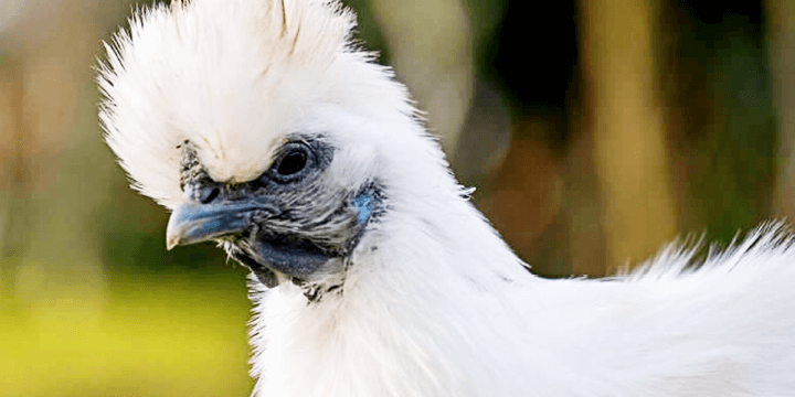 Chickens, The Secretly Adorable and Majestic Bird!