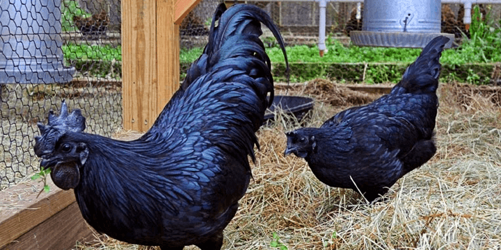 Chickens, The Secretly Adorable and Majestic Bird!