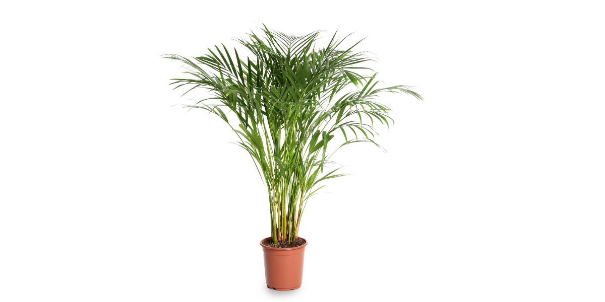 Areca