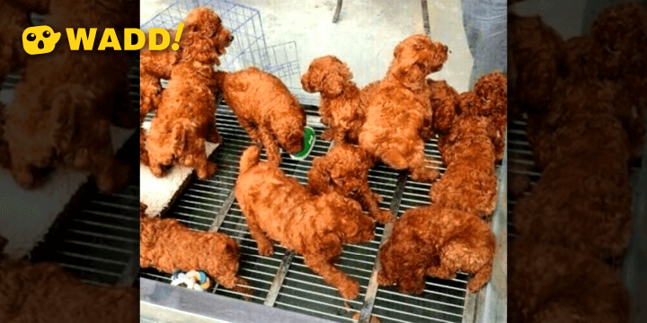 Fried Chicken 101, Beginners Guide To The Best Soul Food On Earth!