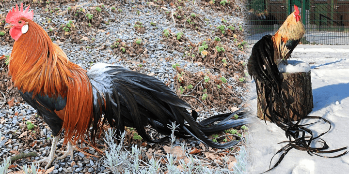Chickens, The Secretly Adorable and Majestic Bird!
