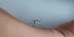 Mosquitoes Occupied “Jungle Apartments”