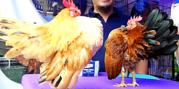 Chickens, The Secretly Adorable and Majestic Bird!