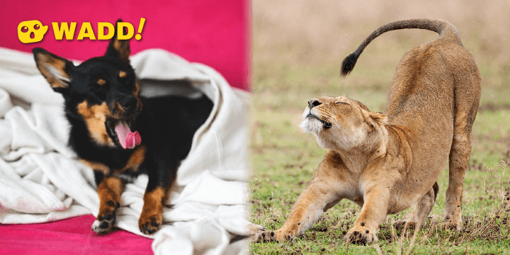 The Act of Stretching and Yawning Yourself After Waking Up