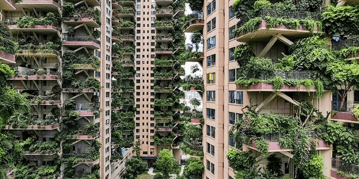 Mosquitoes Occupied “Jungle Apartments”