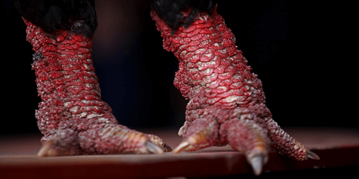 Chickens, The Secretly Adorable and Majestic Bird!