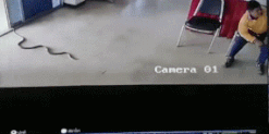 Teenager Got Bitten EIGHT Times By The Same Snake!