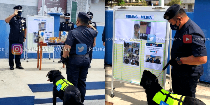 Langkawi K9 Unit Black the Labrador Receives Certificate of Appreciation for Heroin Crackdown