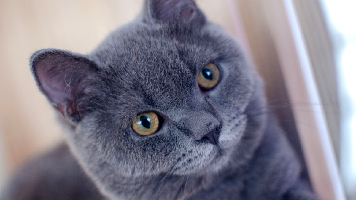 Cats
