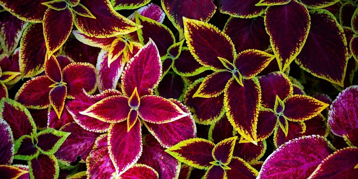 Coleus