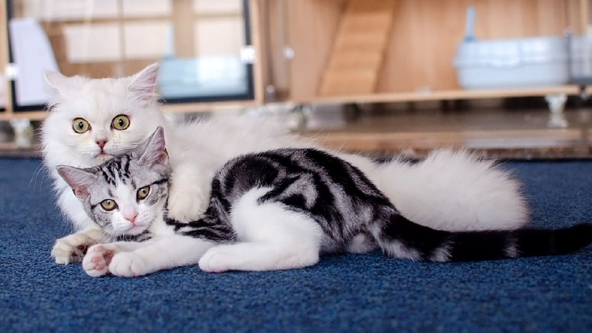 Cats
