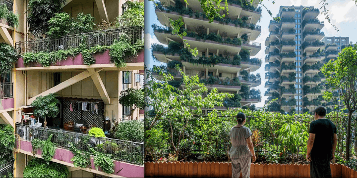 Mosquitoes Occupied &ldquo;Jungle Apartments&rdquo;