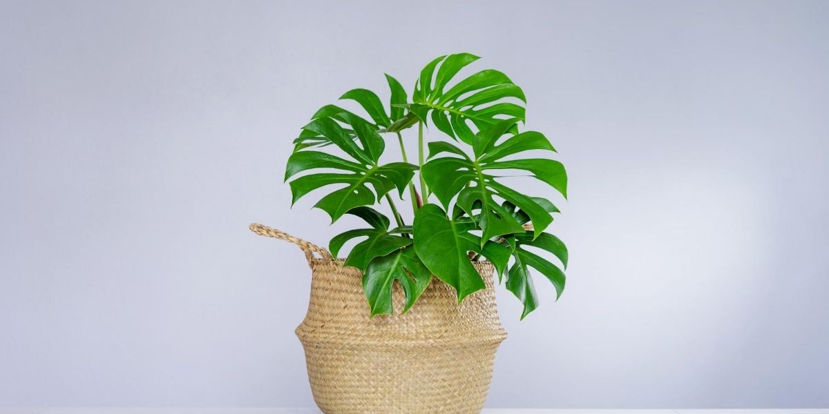 Philodendron
