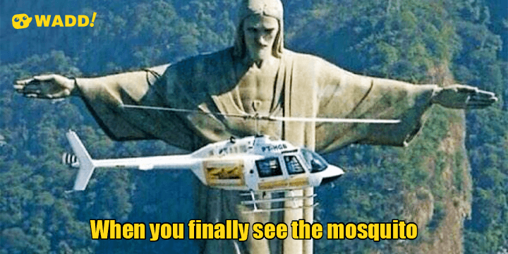 Mosquitoes Occupied &ldquo;Jungle Apartments&rdquo;