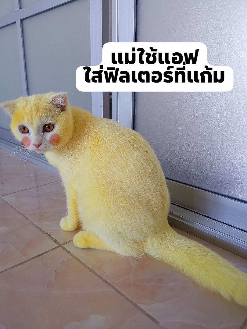 Wadd Thai woman ends up with brilliantly yellow cat after using