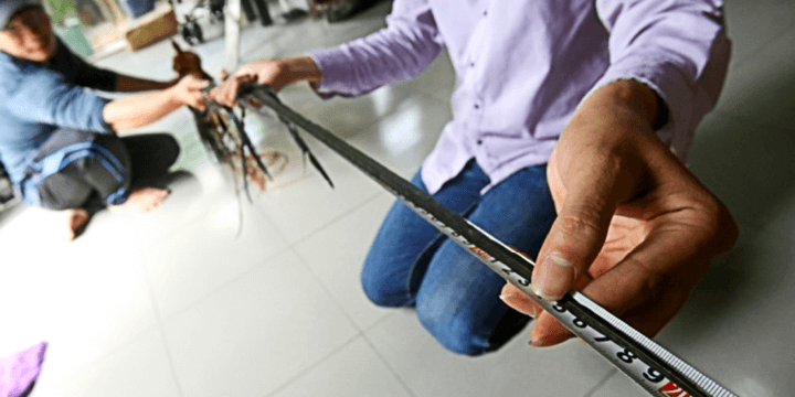 Chickens, The Secretly Adorable and Majestic Bird!