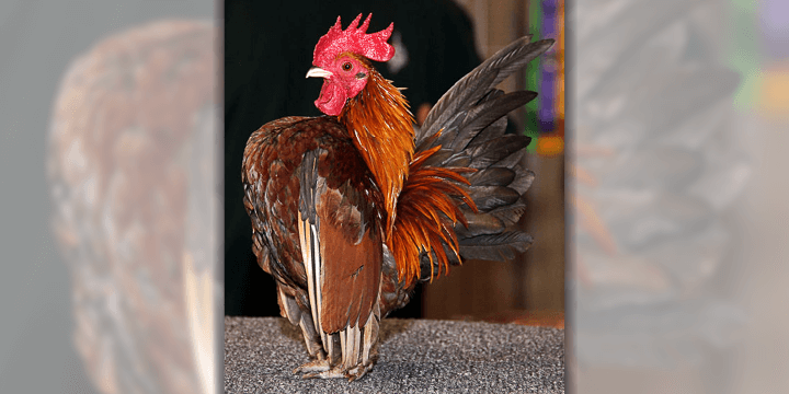 Chickens, The Secretly Adorable and Majestic Bird!